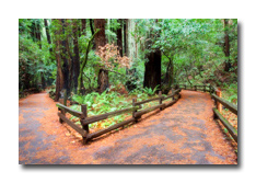 Choosing a Divorce Mediator - image of two paths in woods